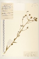 藏品(毛蓮菜)的圖片