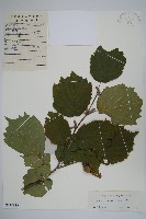 藏品(毛榛)的圖片