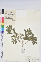 藏品(照白杜鵑)的圖片