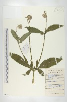 藏品(續斷)的圖片