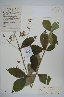 藏品(展枝沙參)的圖片