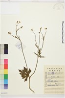 藏品(毛茛)的圖片