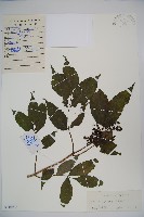 藏品(接骨木，木蒴藋)的圖片