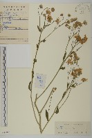 藏品(紫菀)的圖片