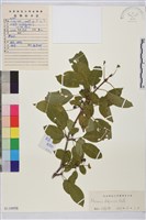 藏品(鼠李、臭李子)的圖片