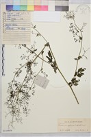 藏品(東亞唐松草)的圖片