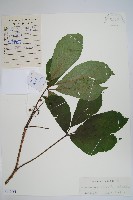 藏品(刺五加)的圖片