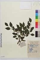 藏品(小葉鼠李)的圖片