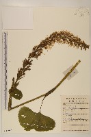 藏品(戟葉橐吾)的圖片