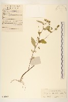 藏品(苦實菜)的圖片