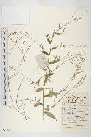 藏品(垂果南芥菜)的圖片