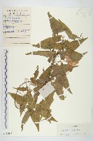 藏品(篱打碗花)的圖片