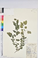 藏品(雀兒舌頭)的圖片