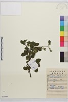 藏品(小葉鼠李)的圖片