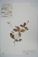 藏品(展枝沙參)的圖片