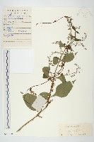 藏品(日本菟絲子)的圖片