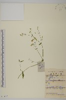 藏品(石生蠅子草、山女婁菜)的圖片