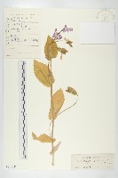 藏品(諸葛菜)的圖片