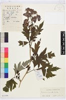 藏品(草烏頭)的圖片