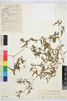 藏品(黃花鐵線蓮)的圖片