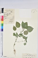 藏品(短序鐵莧菜)的圖片