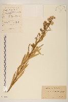 藏品(長莖非蓬)的圖片