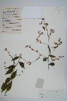 藏品(多歧沙參)的圖片