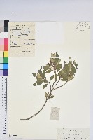 藏品(照白杜鵑)的圖片