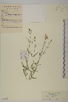 藏品(石縫蠅子草)的圖片