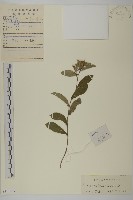 藏品(蒼朮、茅朮)的圖片