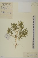 藏品(刺藜)的圖片