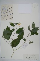 藏品(水金鳳)的圖片