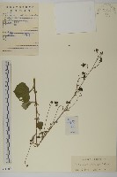 藏品(腺梗菜)的圖片