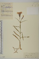 藏品(石竹、洛陽花、剪絨花)的圖片