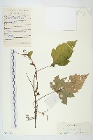 藏品(中國菟絲子)的圖片