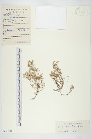 藏品(火焰草)的圖片