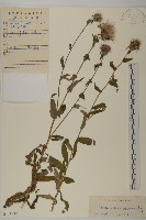 藏品(華薊)的圖片