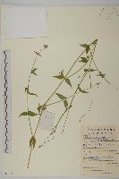 藏品(石生蠅子草、山女婁菜)的圖片