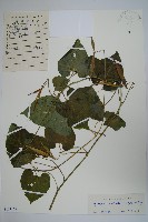 藏品(牛皮消)的圖片