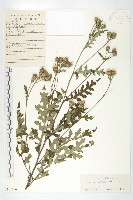 藏品(蓖苞風毛菊)的圖片