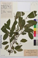 藏品(凍綠)的圖片