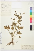 藏品(茴茴蒜)的圖片