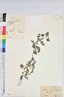 藏品(短序鐵莧菜)的圖片