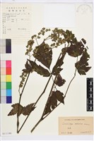 藏品(興安升麻)的圖片