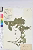 藏品(迎紅杜鵑)的圖片