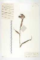 藏品(紫苞鳳毛菊)的圖片