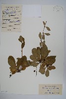 藏品(大葉小蘗)的圖片