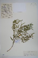 藏品(蘿藦)的圖片