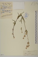 藏品(女婁菜)的圖片