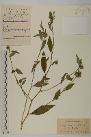 藏品(杓兒菜)的圖片